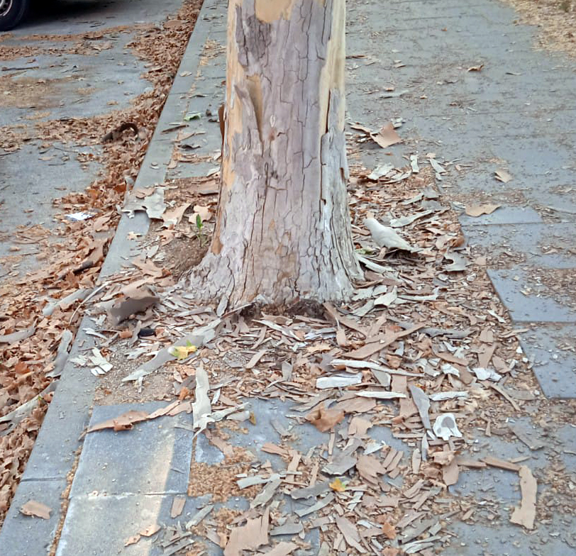 escorça castelldefels 5